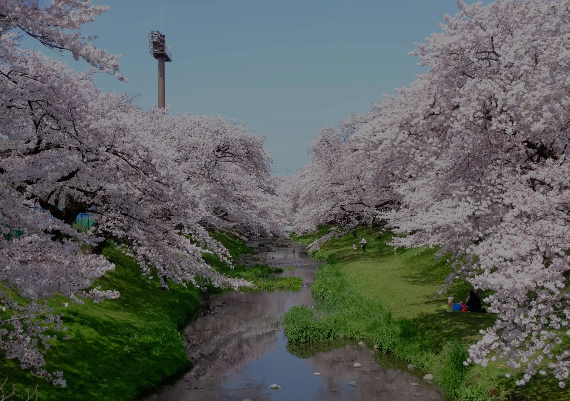 都市と自然の画像