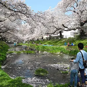 根川の桜